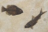 Green River Fossil Fish Display with Mioplosus Aspiration! #295648-5